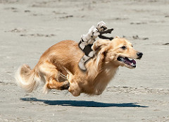 Generic disruption awaits veterinary medicine